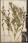 Foto von Salix purpurea L.